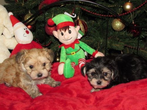 The Most Beautiful Litter Of Morkies