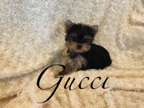 Yorkshire Terrier - Gucci - Female