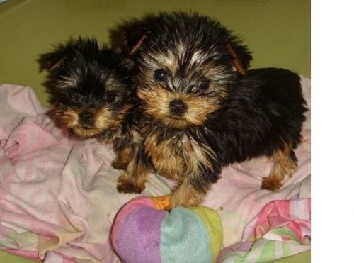 Registered Yorkie puppies for adoption