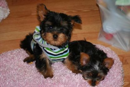 10 week old Yorkshire Terrier puppies