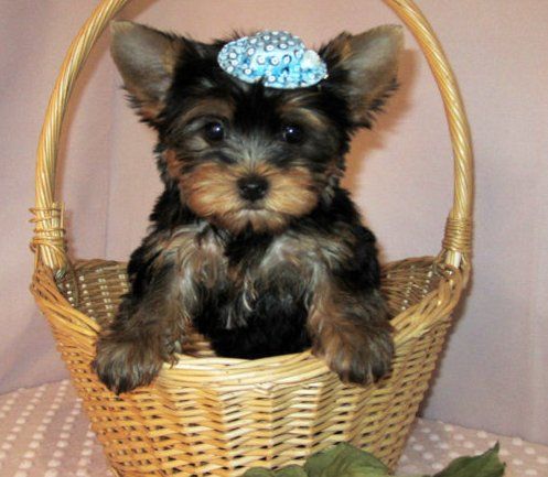 Cute Yorkie puppies