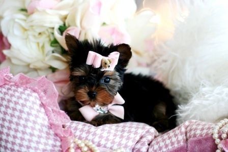Quality Breed Family Rasied Yorkie Pup