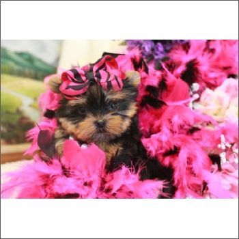 Teacup and toy Yorkie puppies