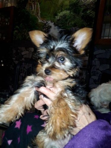 Yorkshire Terrier Puppies
