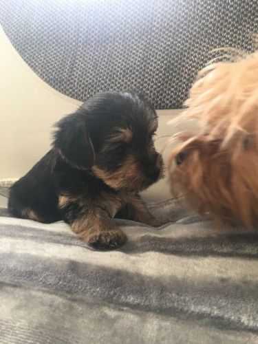 Yorkshire Terrier Girl