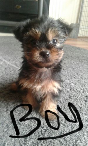 Yorkshire Terrier Puppys
