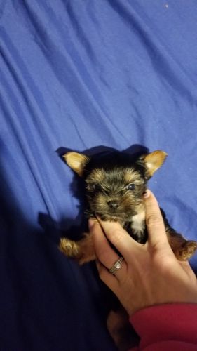 Yorkie puppies