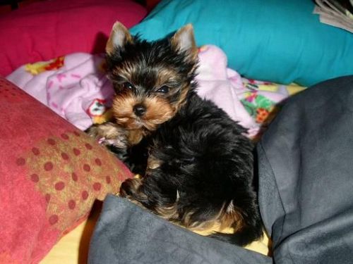 Yorkshire Terrier Puppies for sale in Los Angeles, CA, USA. price: $200