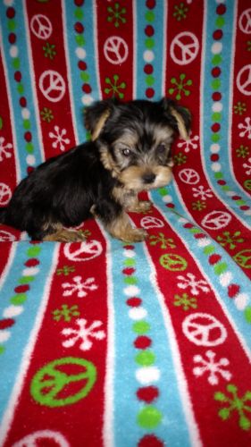 Yorkshire Terrier Puppies for sale in Lapeer, MI 48446, USA. price: $900