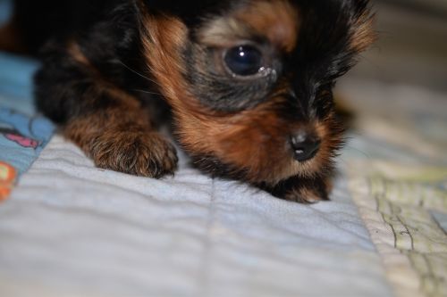 Purebred Tiny Male Yorkie Puppies