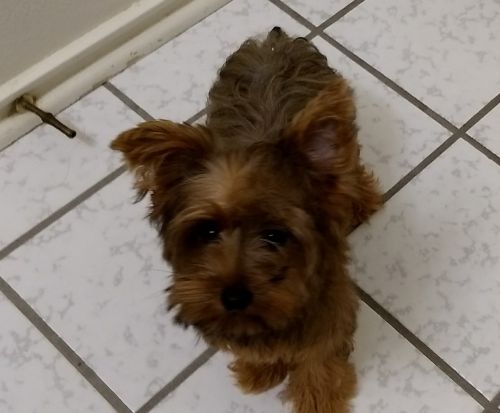 AKC tiny golden chocolate yorkie pup.