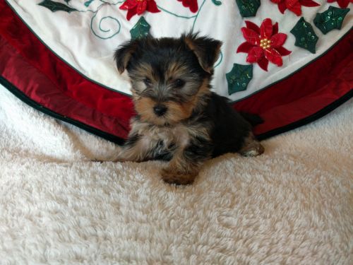 Yorkie Puppies M/F