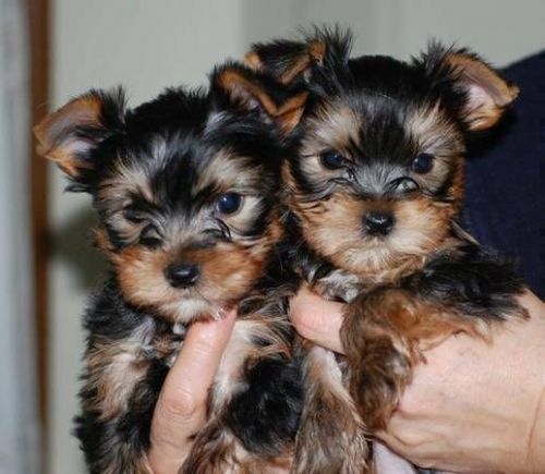 Home raised yorkie puppies for rehoming ##(***) *** ***6