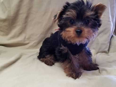 CKC Registered Teacup Yorkshire Terrier Puppies