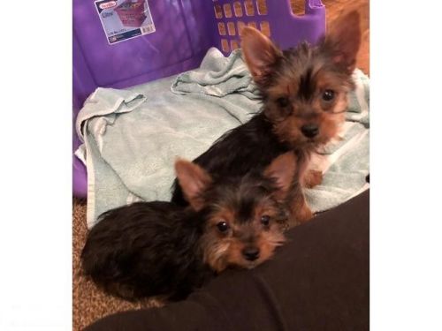 Smart Yorkie Puppies for sale