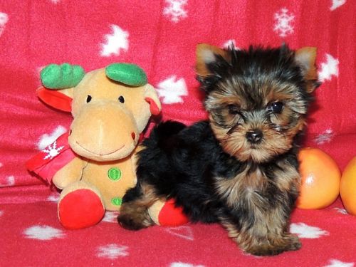 Available teacup Yorkie