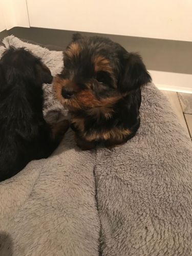 Beautiful Tiny yorkie puppies (804) ***