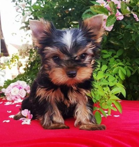 Yorkshire Terrier Puppies for sale in Los Angeles, CA, USA. price: $300