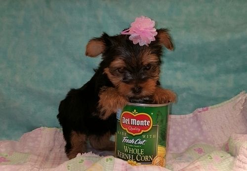 Teacup Yorkie puppies for sale