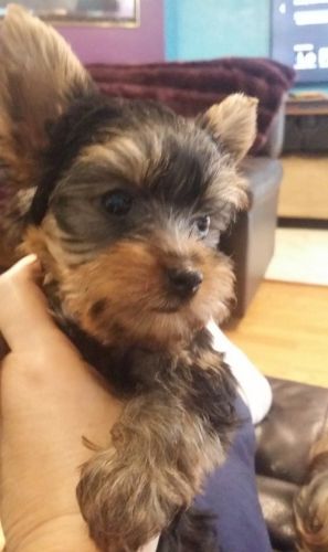 Yorkshire Terrier Puppies for sale in Los Angeles, CA, USA. price: $400