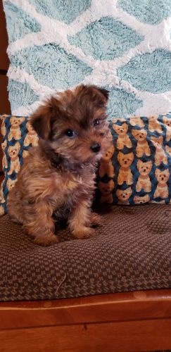 Female Chocolate Yorkie