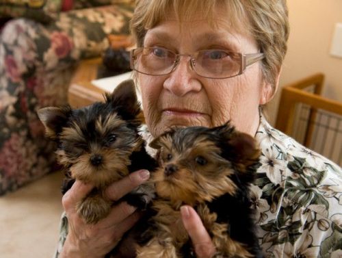 Yorkshire Terrier Puppies for sale in Cambridge, MA, USA. price: $300