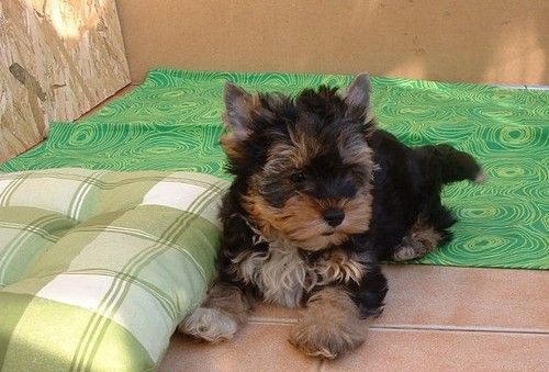 Affectionate Yorkshire Terrier Puppies
