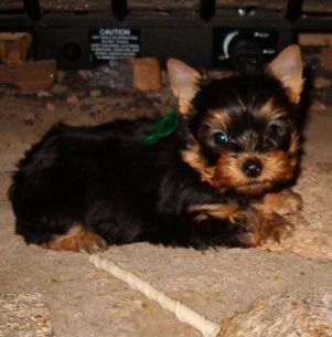 Yorkshire Terrier Puppies for sale in Los Angeles, CA, USA. price: $400