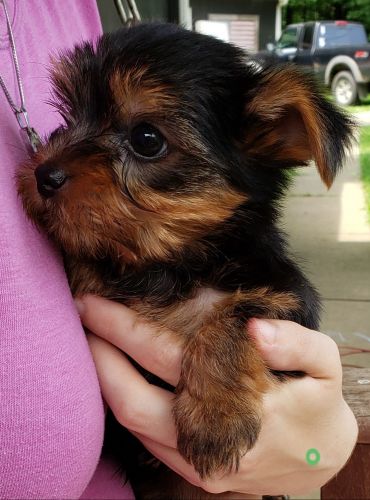 AKC yorkie puppy Male