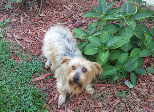 Silky Yorkie for sale