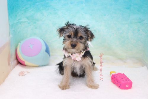 Yorkshire Terrier - Brie - Female