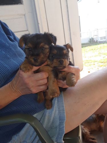 Yorkshire terrier pups