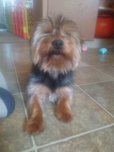 18 month old yorkie