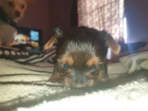 For sale female yorkie puppy akc