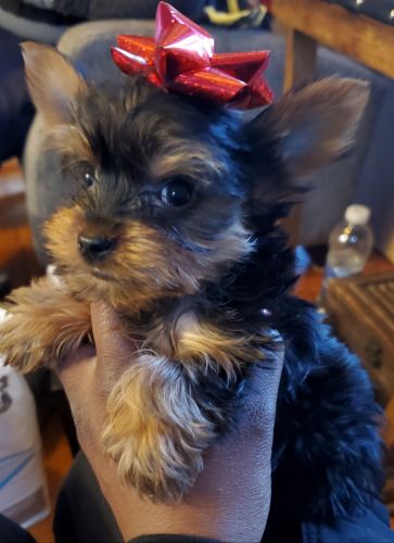 Yorkshire Terrier Puppies for sale in Washington, DC, USA. price: $1,500