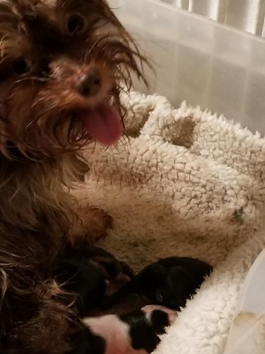 Litter of Registered Yorkies