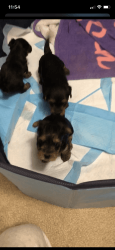 Yorkies For Sale!