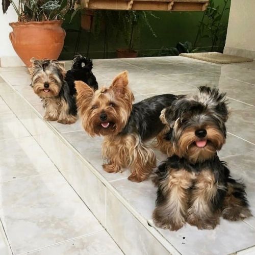 Yorkshire Terrier Puppies for sale in Los Angeles, CA, USA. price: $500