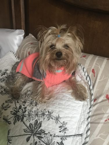 20-month female Yorkie