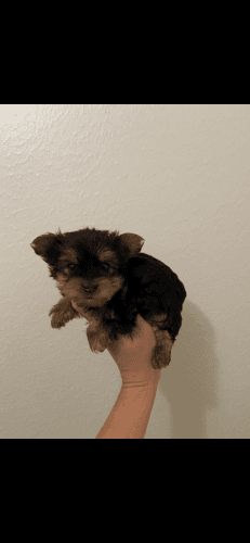 Teacup yorkie