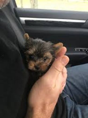 Yorkshire Terrier Puppies for sale in Los Angeles, CA, USA. price: $600