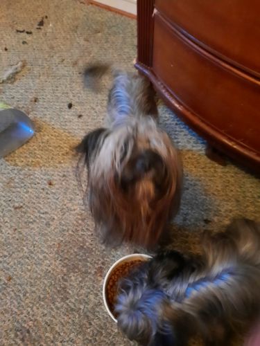 Yorkies, born in my house. They got to go...