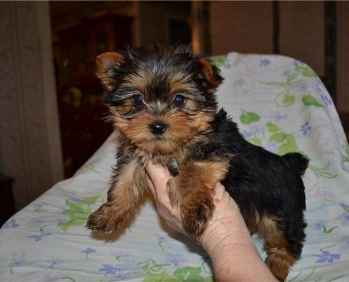 Boy Yorkie Puppy