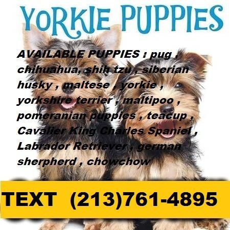 Yorkshire Terrier Puppies for sale in Los Angeles, CA, USA. price: $400