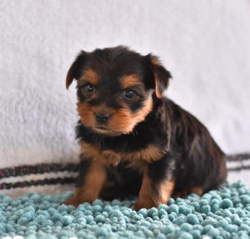 Yorkshire Terrier Puppies for sale in Sacramento, CA, USA. price: $500