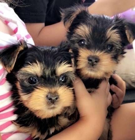 Cute TeaCup Yorkie Puppies