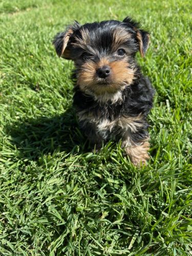 Cute Yorkie Puppies