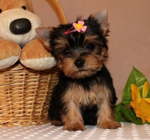 Adorable yorkies for sale 11weeks
