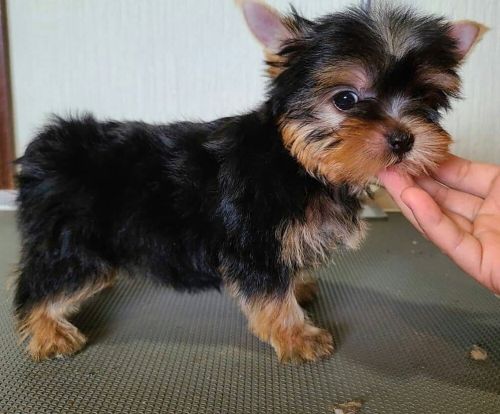 Yorkshire Terrier Puppies for sale in Los Angeles, CA, USA. price: $500