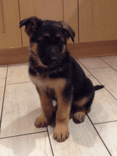 Yorkshire Terrier Puppies for sale in Los Angeles, CA, USA. price: NA